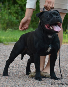 стаффордширский бультерьер